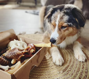 Una nueva empresa instalará una fábrica de snacks para mascotas en Teruel