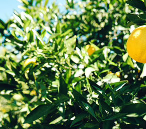 Toñifruit redobla su apuesta por los productos bío para acceder a nuevos clientes