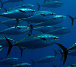 Next Tuna levantará en España la primera granja mundial de atún rojo del Atlántico