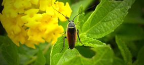 ¿Qué empresas y marcas lideran el mercado de insecticidas domésticos en España?