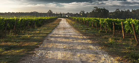 Capel Vinos invierte en equipamiento y sostenibilidad