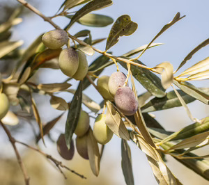 Acesur lidera el proyecto Prediabole, que desarrolla un aove para prevenir enfermedades metabólicas
