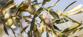 Acesur lidera el proyecto Prediabole, que desarrolla un aove para prevenir enfermedades metabólicas