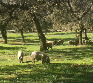 Jamones Segovia (Montenevado) apuesta por el ibérico, pone en marcha su planta de EE.UU. y suma inversiones en España