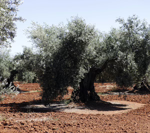 La firma gastronómica de la Casa de Alba incluirá aceite ecológico en su catálogo